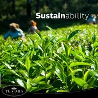 Tea-ara ใบชาเขียว จากเทือกเขาKanbawza รัฐฉาน ประเทศพม่า-3