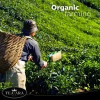 Daun Teh Hijau Tea-ara dari Pegunungan Kanbawza, Negara Shan, Burma.-4